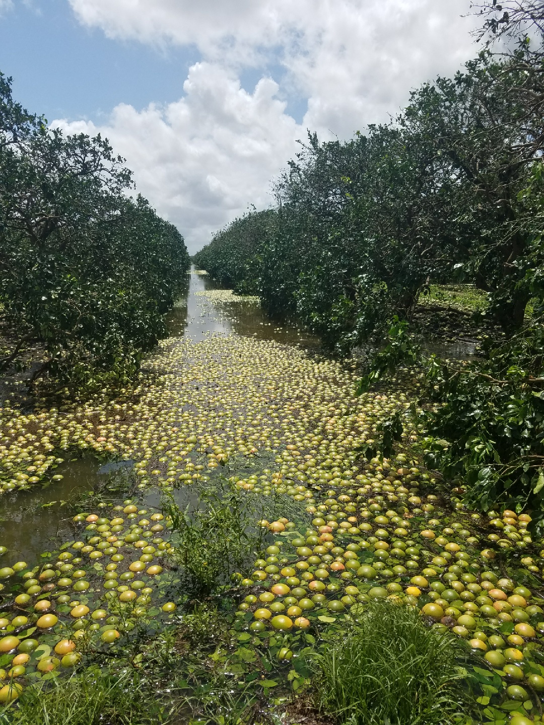 Crop field wind damage